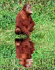 animated,picture,orangutan,animal
