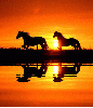 animated,picture,sunset,animal,horse
