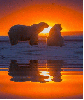 animated,picture,sunset,animal,polar bear