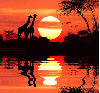 animated,picture,sunset,animal,africa