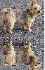 norwegian terrier