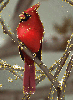 nothern cardinal
