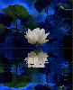 lotus flower in blue