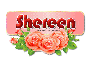Three Roses: Shereen