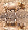 albino bison