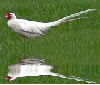 albino pheasant