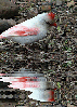 albino Northern Cardinal