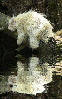 albino porcupine