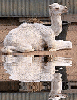 albino camel