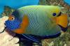 Blue face angelfish