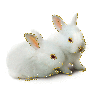 2 bunny