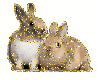 2 bunny