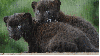 blackpanther cubs