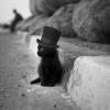 Top Hat Kitten