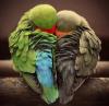 Vibrant love birds