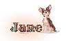 Chihuahua: Jane