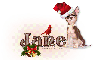 Chihuahua: Christmas: Jane
