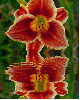 daylily