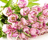 pink rosas
