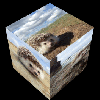 hedgehogs cube