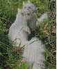 albino squirrels