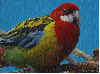 rosella parrot