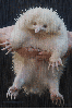 albino animal