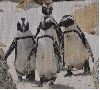 African Penguin