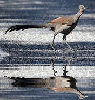 lyre-tailed bird