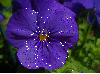 purple pansy