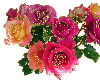 lots of roses