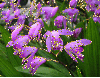 orchideas-bletilla