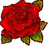 red rosa