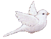 little white dove