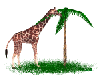 Giraffe and palm tree