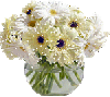 White gerberas in a vase