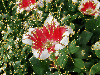 red-white tulip