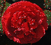 red gardenia
