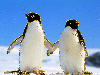 2 penguin