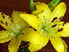 2 yellow lily