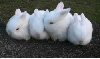 4 white bunny