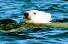 polar bear swim