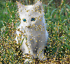 albino kitty