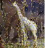 albino giraffe