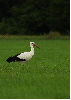 stork in grass