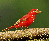 red piranga