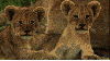 lioncubs