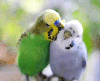 2 parrot