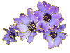 4 purple flower