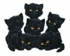 5 black cat